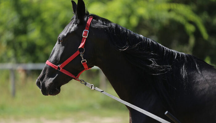 3 essential horse-training aids for beginners