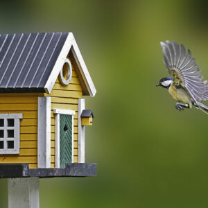 What you need to know about birdhouses