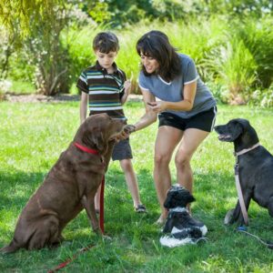 Here’s Everything You Need To Know About Buying Dog Treats