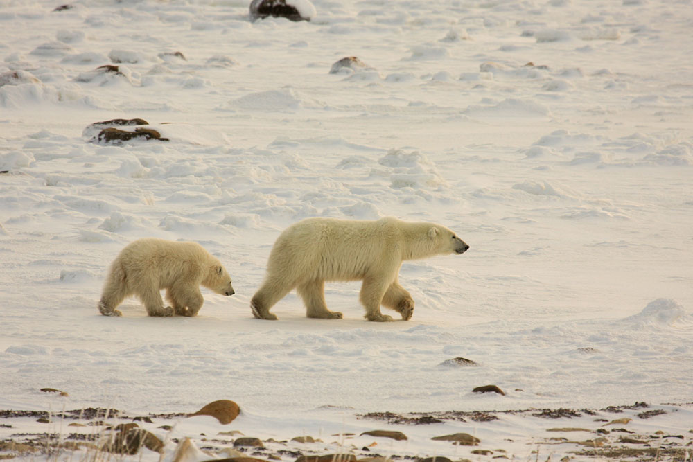 Polar Bear Tours – Tips to Choose One and What to Pack